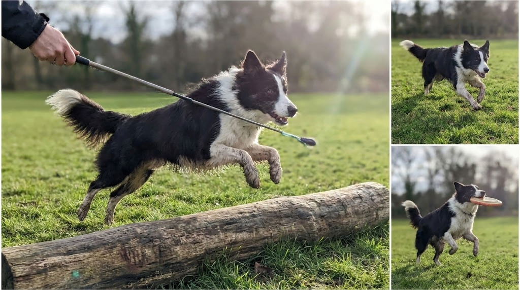 Athletic Black Mouth Cur dog running outdoors, demonstrating high energy levels and working breed agility