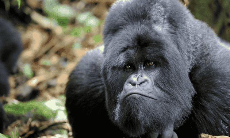 Silverback Gorilla Weight