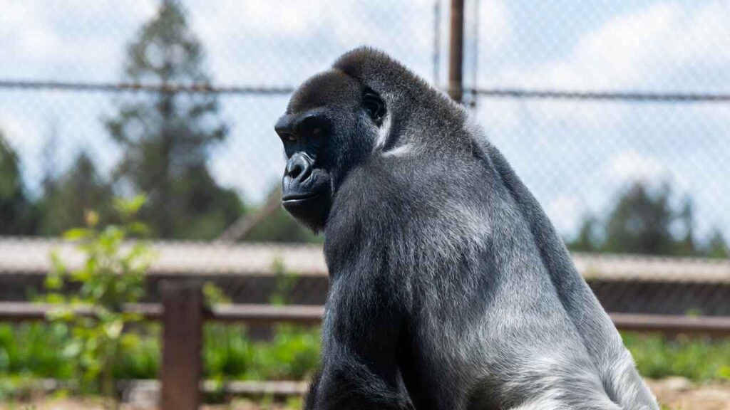 What Is a Silverback Gorilla?