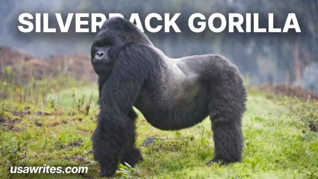 Silverback Gorilla: Weight, Height, Strength and Size Facts Silverback Gorilla